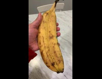 Person holds a two large connected banana