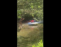 Dog wear vest ride buoy river bikini