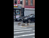 Submitter shows goose family cross the street