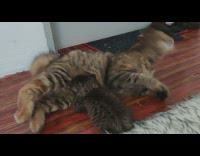 Pet cat flexible stretch while kitten drinks milk