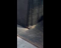 Collab WINY - Couple has pet goat on sidecar 