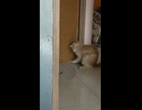 Brown cat puts toothpick stick in mouth