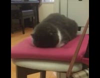 Grey white cat facedown pink chair cushion