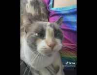 White grey cat laying on owner chewing air 