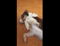 White brown dog laying on orange carpet enjoys being brushed