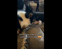 Collab ClipsIG - Snake slithers towards dog for cuddles 
