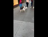 Old lady with two goats on sidewalk