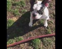 small black white dog loves jumping and playing in the sprinklers outside 