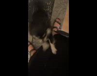 Small black dog excited for owner to come home 