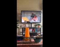 [Third Party] Cat saw departed friend on the television