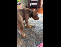 Collab Clips MPUGC - Puppy bites dog on balls