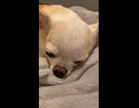 Pet dog asleep on the blanket snores