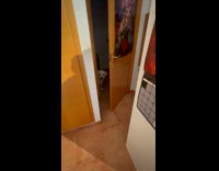 Dog enters room then search for treats
