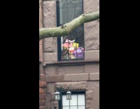 Stuffed toys placed on the building window
