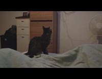 Cat on bed watch cat on TV