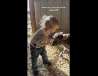 Kid Carries Infant Cattle then Kisses it