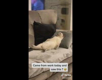 Cat lays couch with head on pillow 