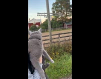 Woman walk outside with gray cat that hisses