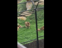 Lion lays down on tail at zoo