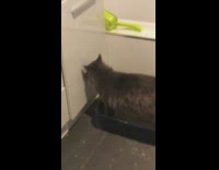 Pet cat scratches wall inside litter box