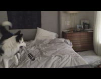 Dog carries lightsaber sword plays with kid