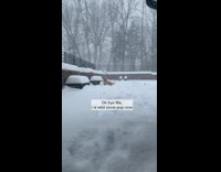 Golden retriever dog plays in snow backyard 