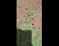Guy pokes trap door spider in hole