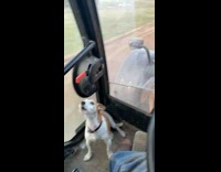 Dog riding tractor with guy barks 