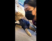 Cats at cat cafe in japan 