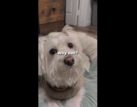 Dog destroys monkey toy 