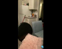 Pet goat tries to jump on counter from chair