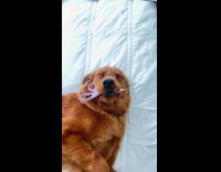 Guy tells dog to drop scissors from mouth