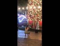 Woman white long coat large christmas tree