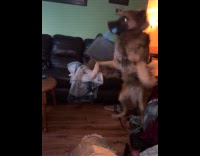 Brown dog bite and waves blue toy