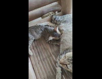 Mother cat nursing a baby kitten lying down