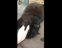 Cat getting scratches from hooman 
