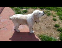 Small brown white senior dog barks outside 