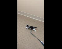 Black and white cat on leash in hallway 