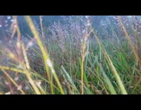 Water drops on grass crickets trees flash