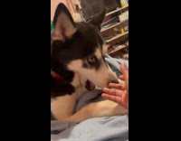 Woman ask husky dog to give ball