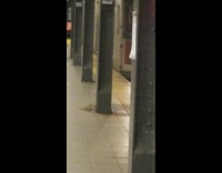 Raccoon runs around subway train 