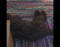 Brown scruffy dog plays with blue squeaky ball and howls