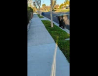 Opossum with its babies cling to its body on the sidewalk