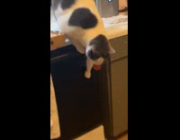 Cat caught getting pepperoni from pizza