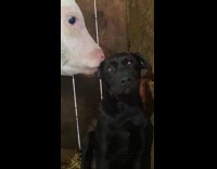Dog sitting hay got licked by cow
