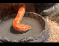 Snake plays blow bubbles on water bowl