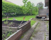 Pet cat stare and lie down on the garden