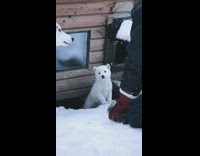 Scared small white dog hides under house