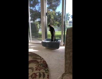 Cat tries to catch squirrel screen door