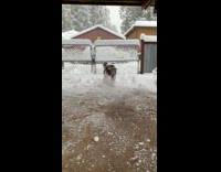 Collab PubityPets - Dog walks weirdly snow stuck on fur